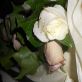 Avalanche rose and ocean song rose buttonholes